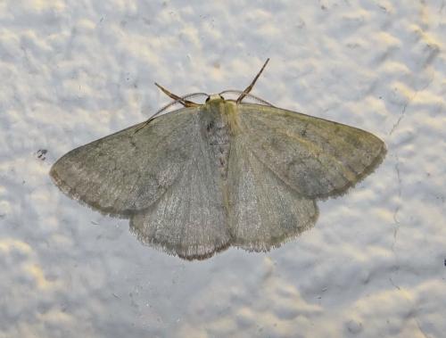 Réf. 191 998 : Pseudoterpna pruinata